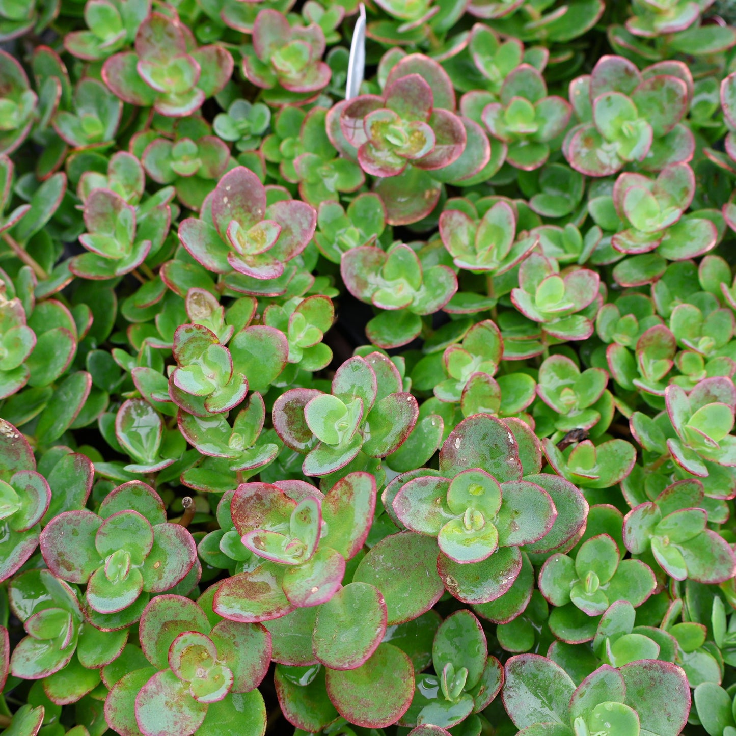 Sedum, Sunsparkler 'Lime Zinger'