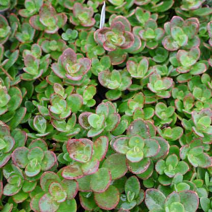 Sedum, Sunsparkler 'Lime Zinger'