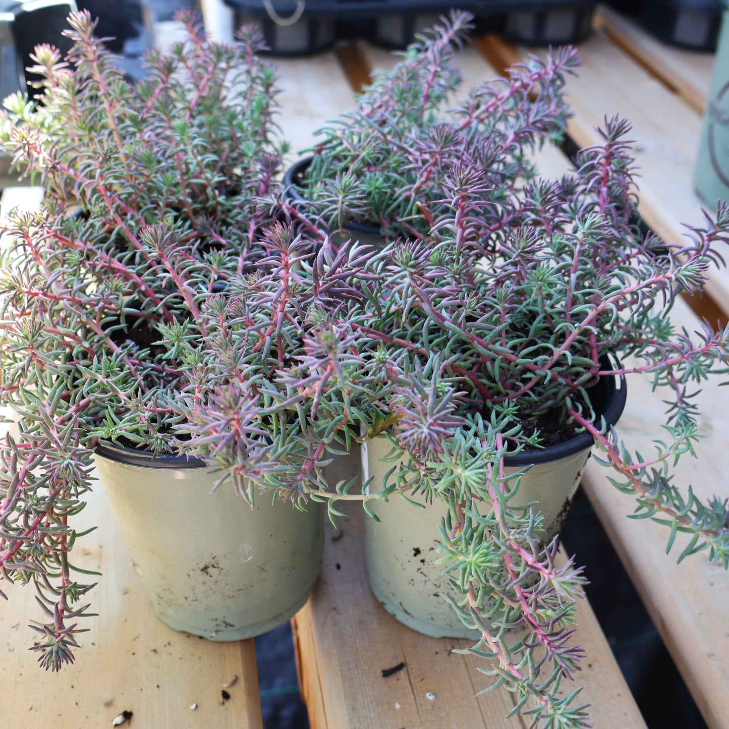 Sedum 'Tight & Tidy Blue Angelina'