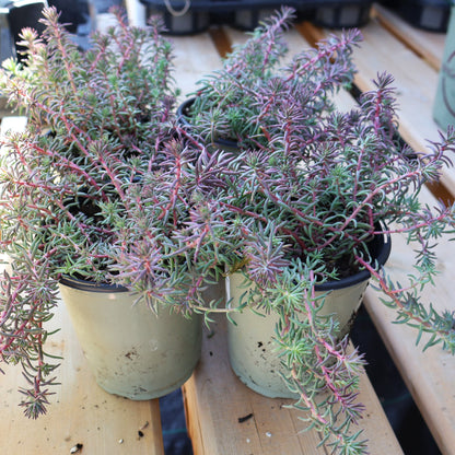 Sedum 'Tight & Tidy Blue Angelina'