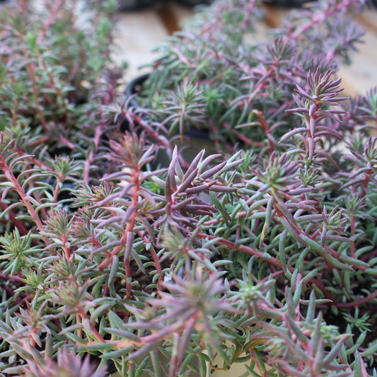 Sedum 'Tight & Tidy Blue Angelina'