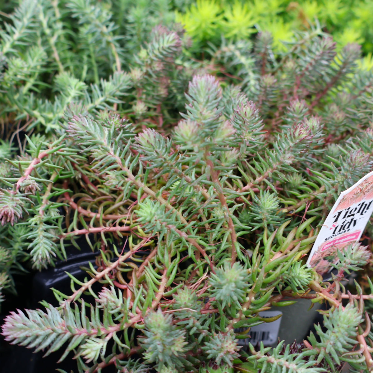 Sedum Pink Angelina at Lucan Country Gardens