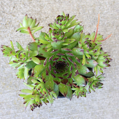 Hens & Chicks, Chick Charms 'Appletini'