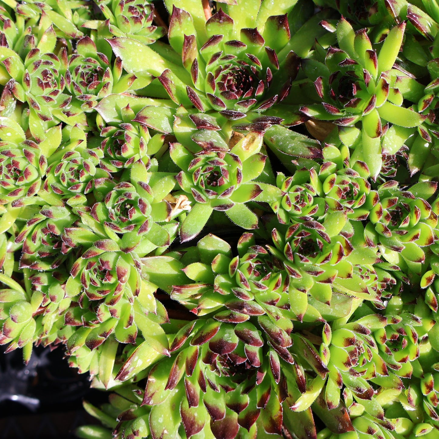Hens & Chicks, Chick Charms 'Appletini'