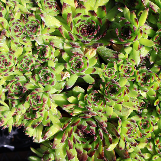 Hens & Chicks, Chick Charms 'Appletini'