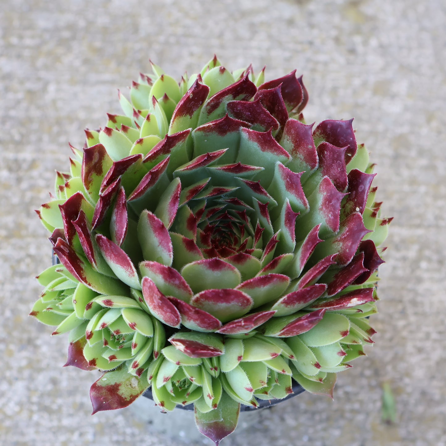 Hens & Chicks, Chick Charms 'Mint Marvel'