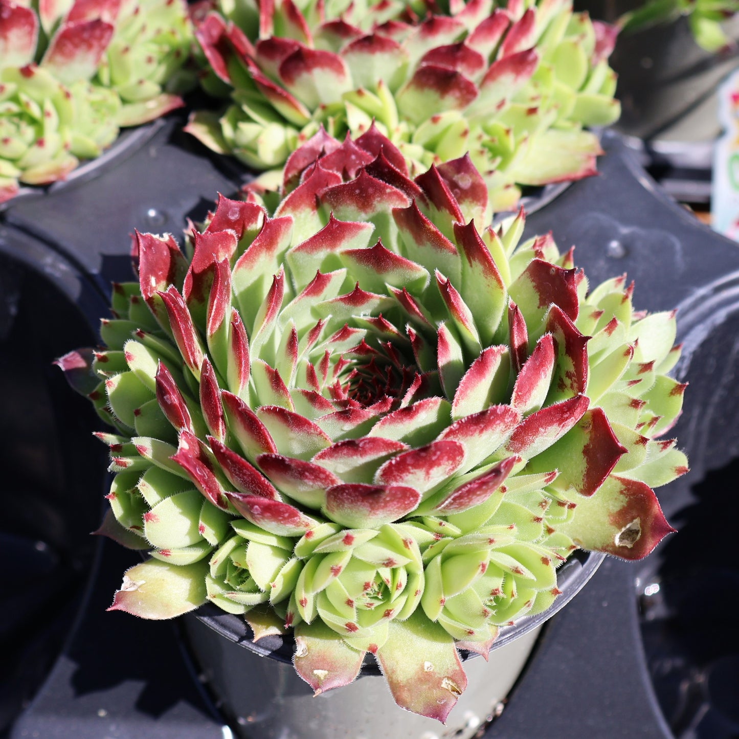 Hens & Chicks, Chick Charms 'Mint Marvel'