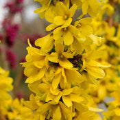 Forsythia 'Show Off Starlet' PW