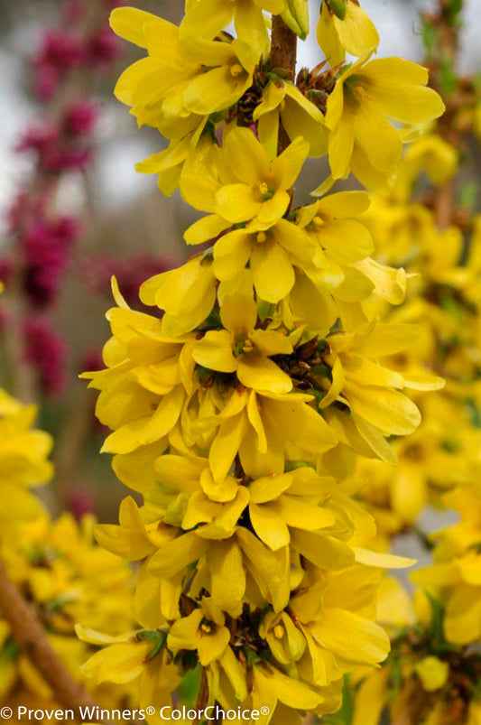 Forsythia 'Show off' PW