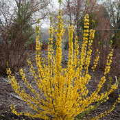 Forsythia 'Show Off Starlet' PW