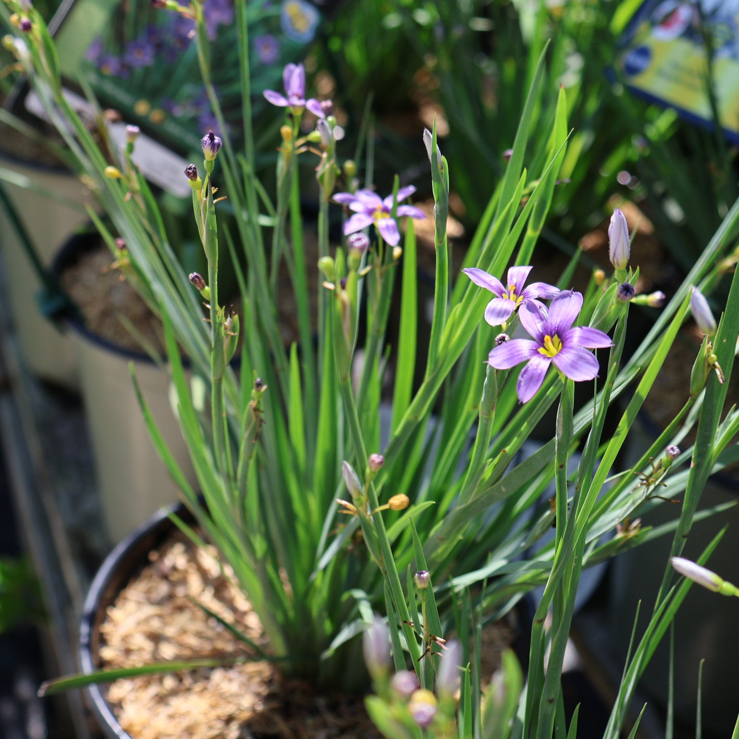 Blue-Eyed Grass 'Lucerne'