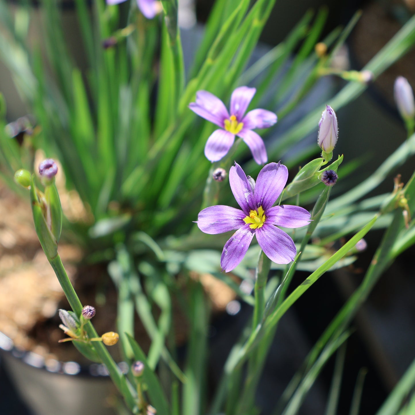Blue-Eyed Grass 'Lucerne'
