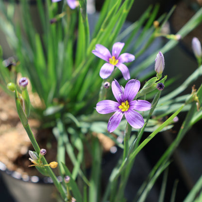 Blue-Eyed Grass 'Lucerne'