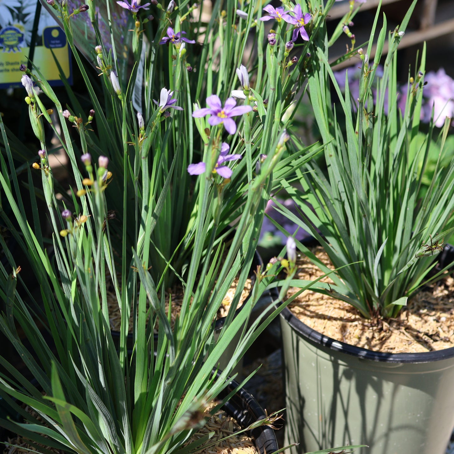 Blue-Eyed Grass 'Lucerne'