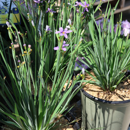 Blue-Eyed Grass 'Lucerne'