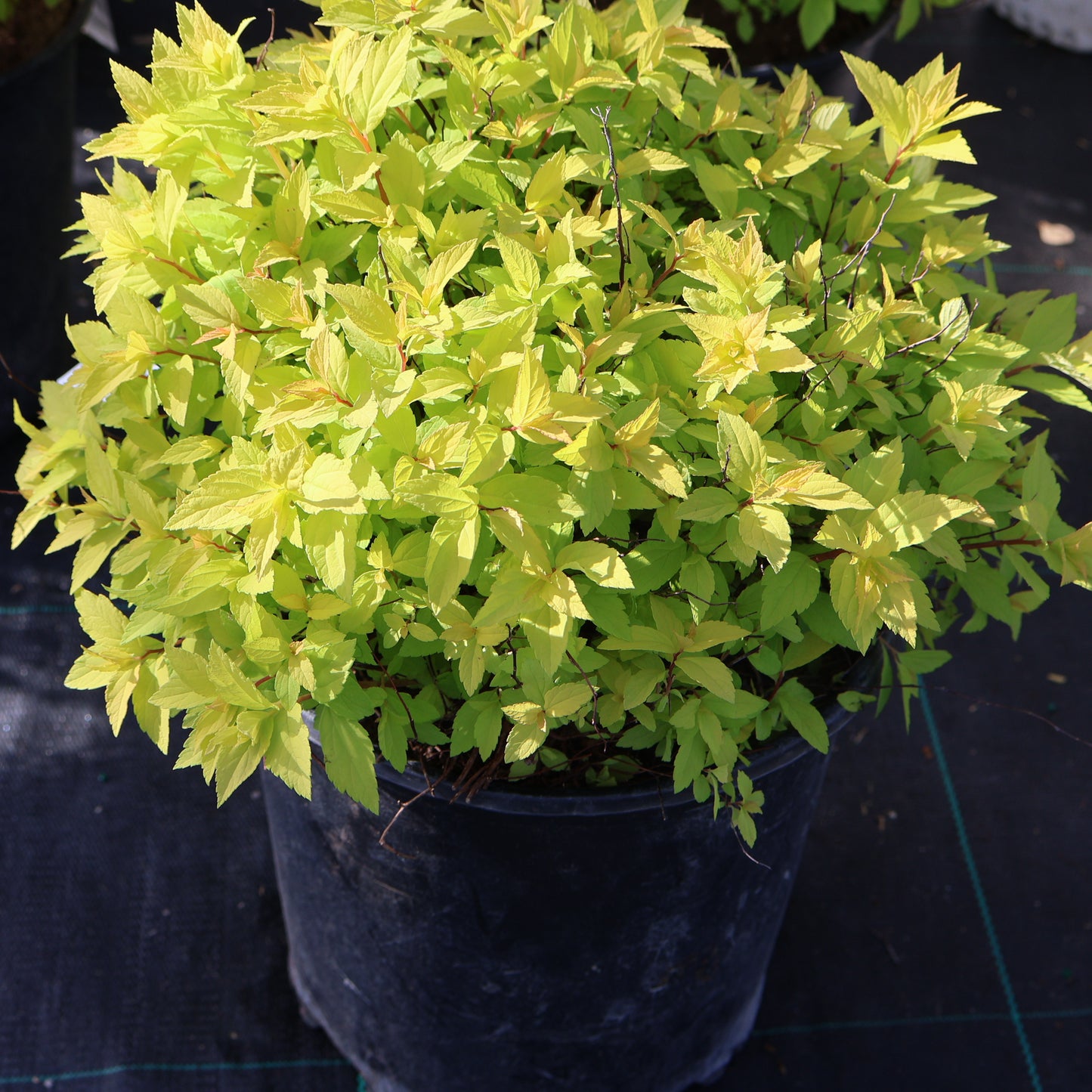 Spirea 'Goldmound'