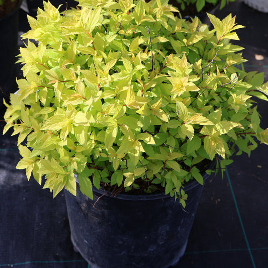 Spirea 'Goldmound'
