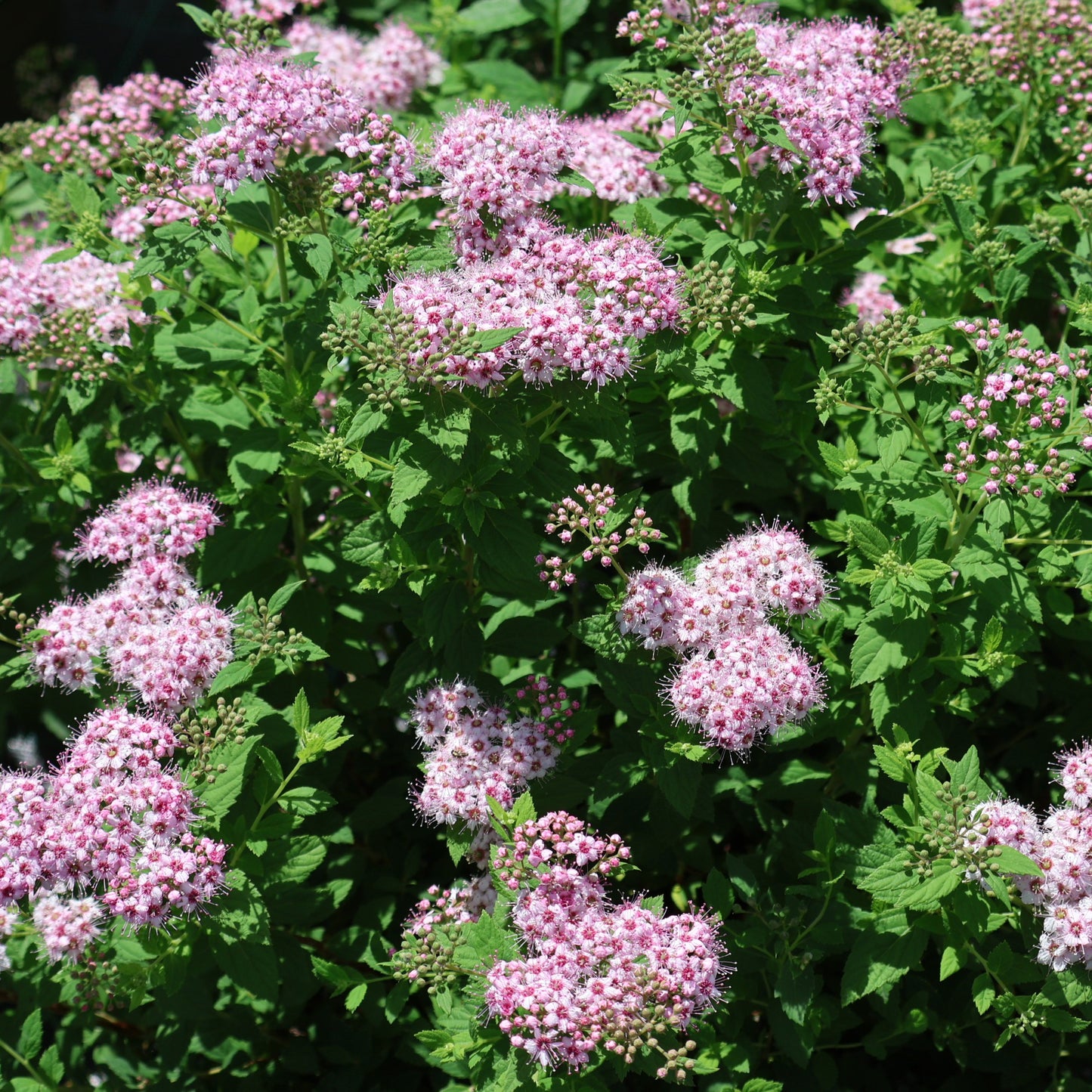 Spirea 'Little Princess'