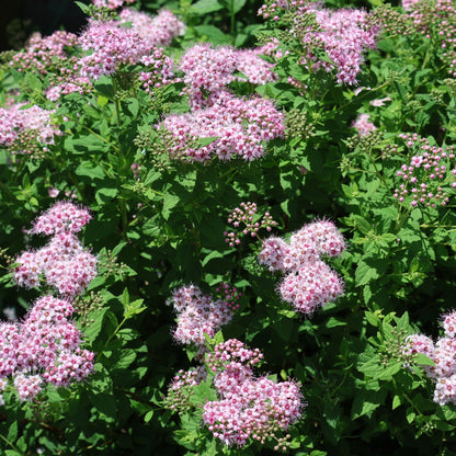 Spirea 'Little Princess'