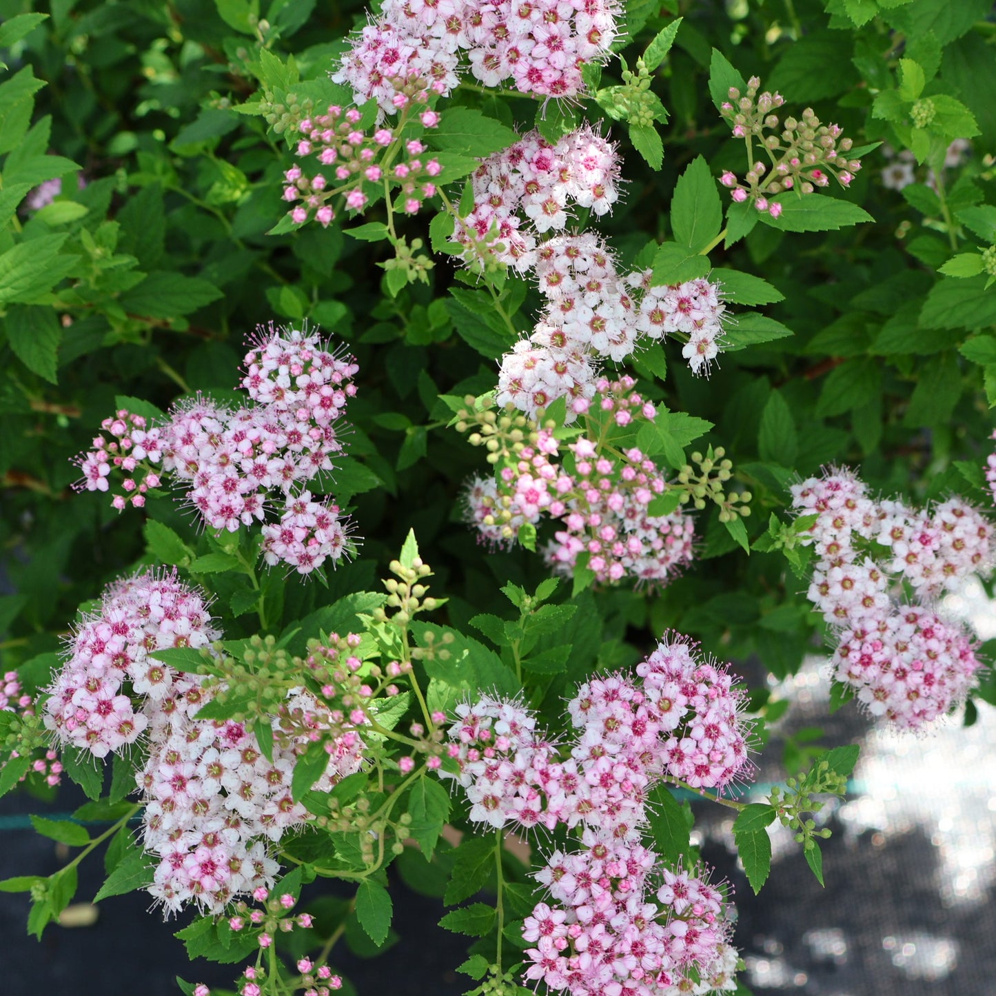 Spirea 'Little Princess'