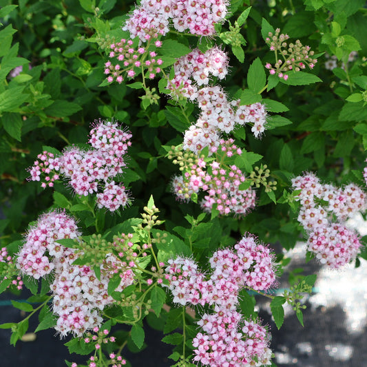Spirea 'Little Princess'