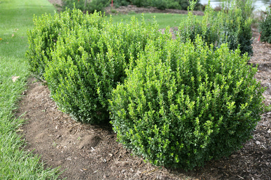 Boxwood 'Sprinter' PW