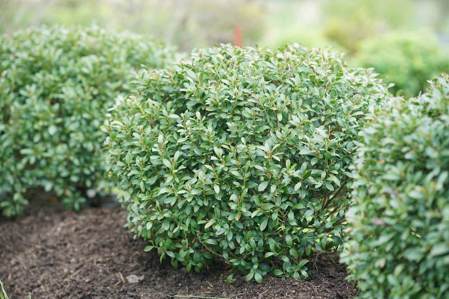 Inkberry Holly 'Strongbox' PW