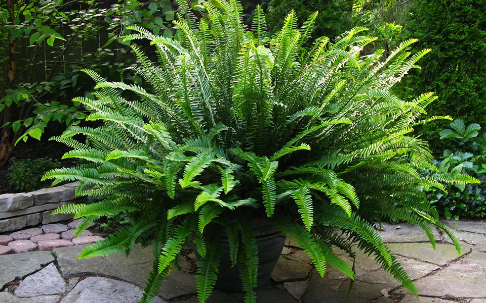 Fern, Emerald 'Sun Queen'