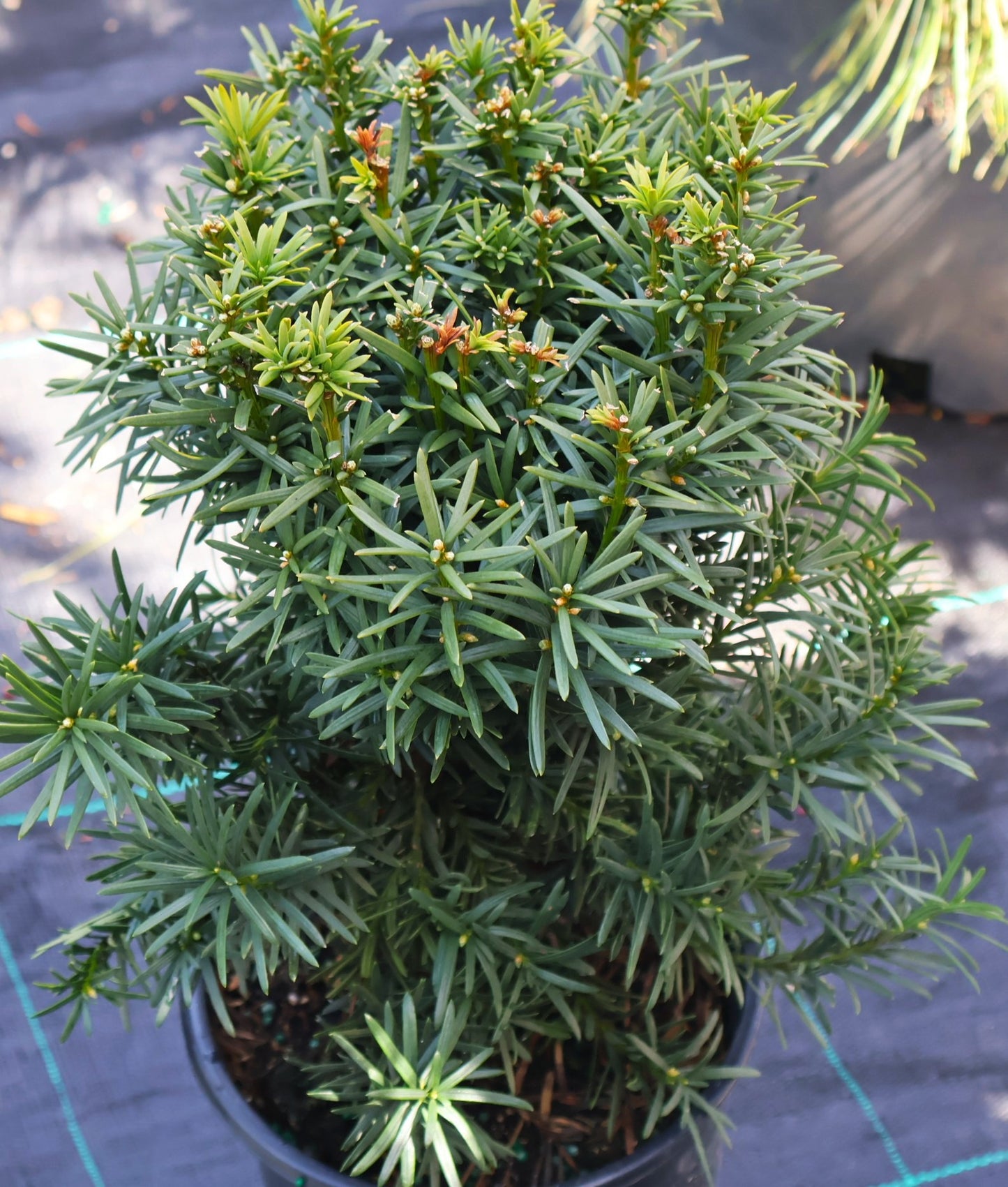 Yew, Columnar 'Maureen'