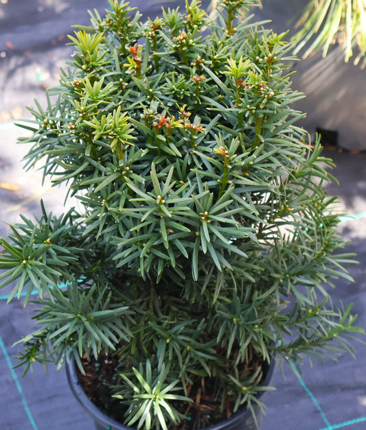 Yew, Columnar 'Maureen'