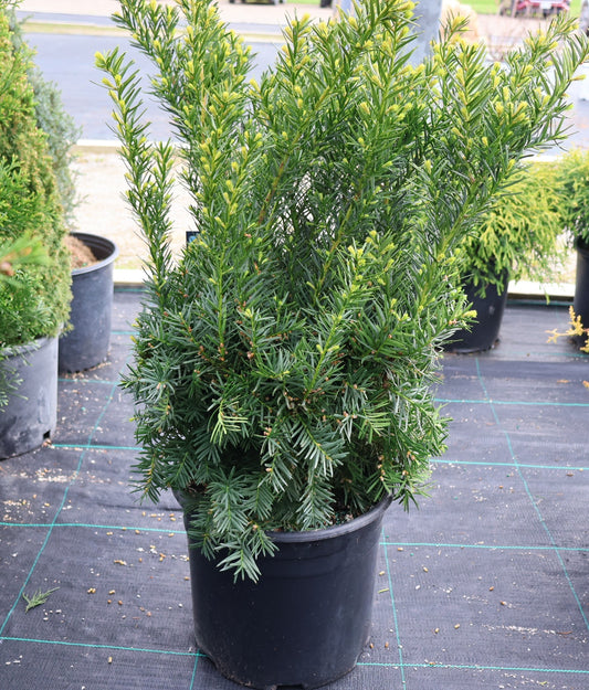 Yew 'Densiformis'