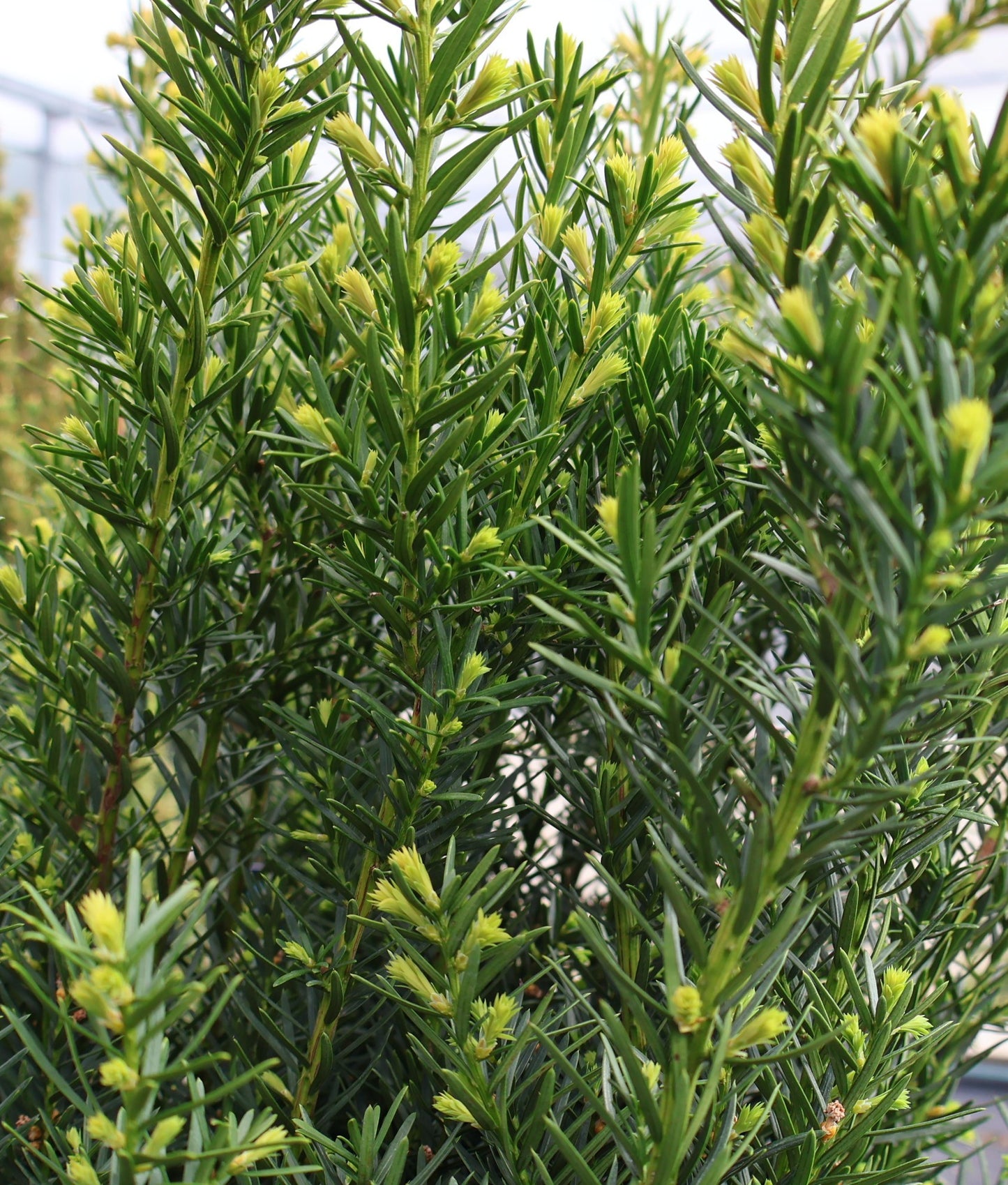 Yew 'Densiformis'