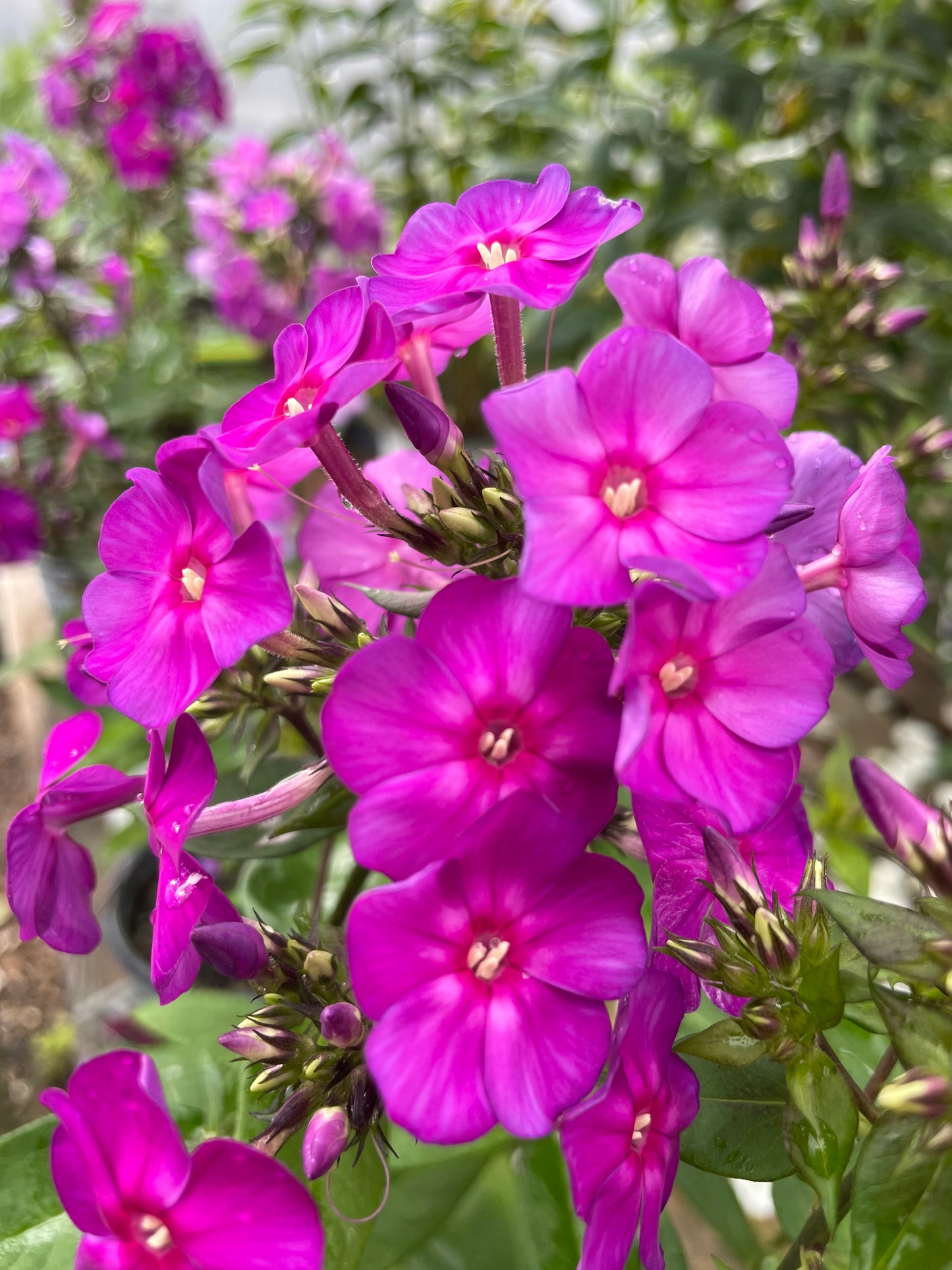 Phlox 'Luminary Ultraviolet' PW