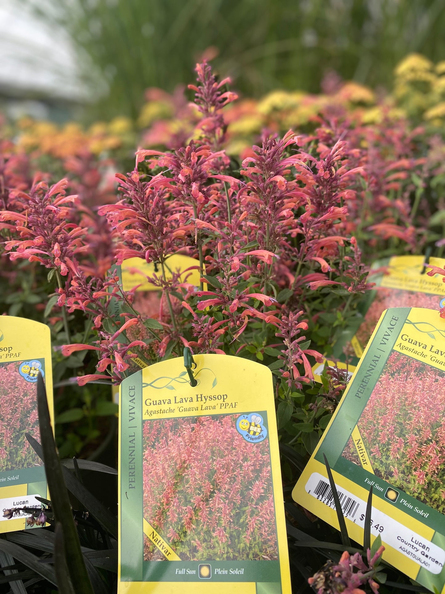 Hyssop 'Guava Lava'