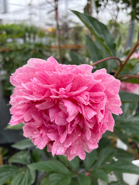 Close-up bloom of The Fawn peony with soft blush-pink double petals.