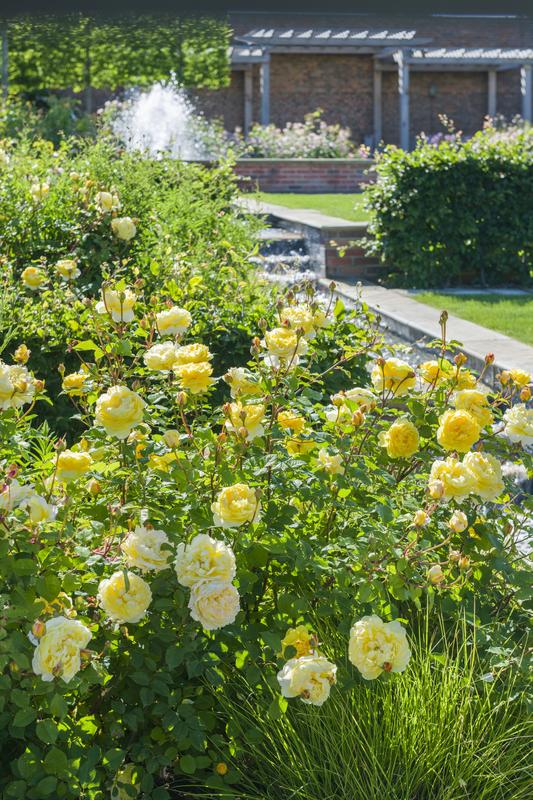 Rose, David Austin 'The Poet's Wife'