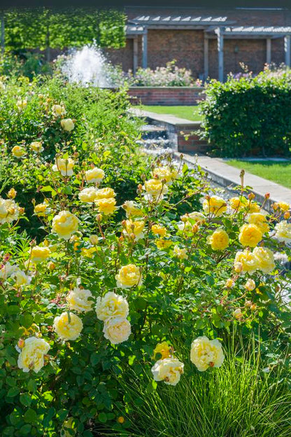 Rose, David Austin 'The Poet's Wife'