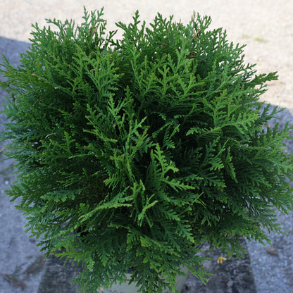 Cedar Globe 'Danica'