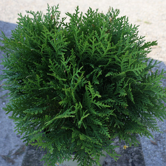 Cedar Globe 'Danica'