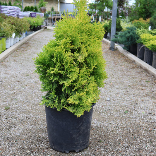 Cedar, Golden Upright 'Jantar'