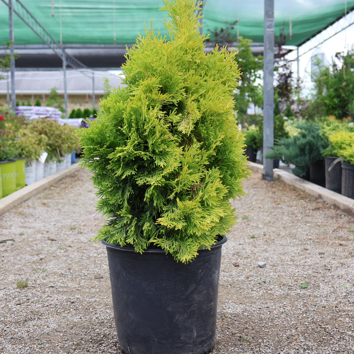 Cedar, Golden Upright 'Jantar'