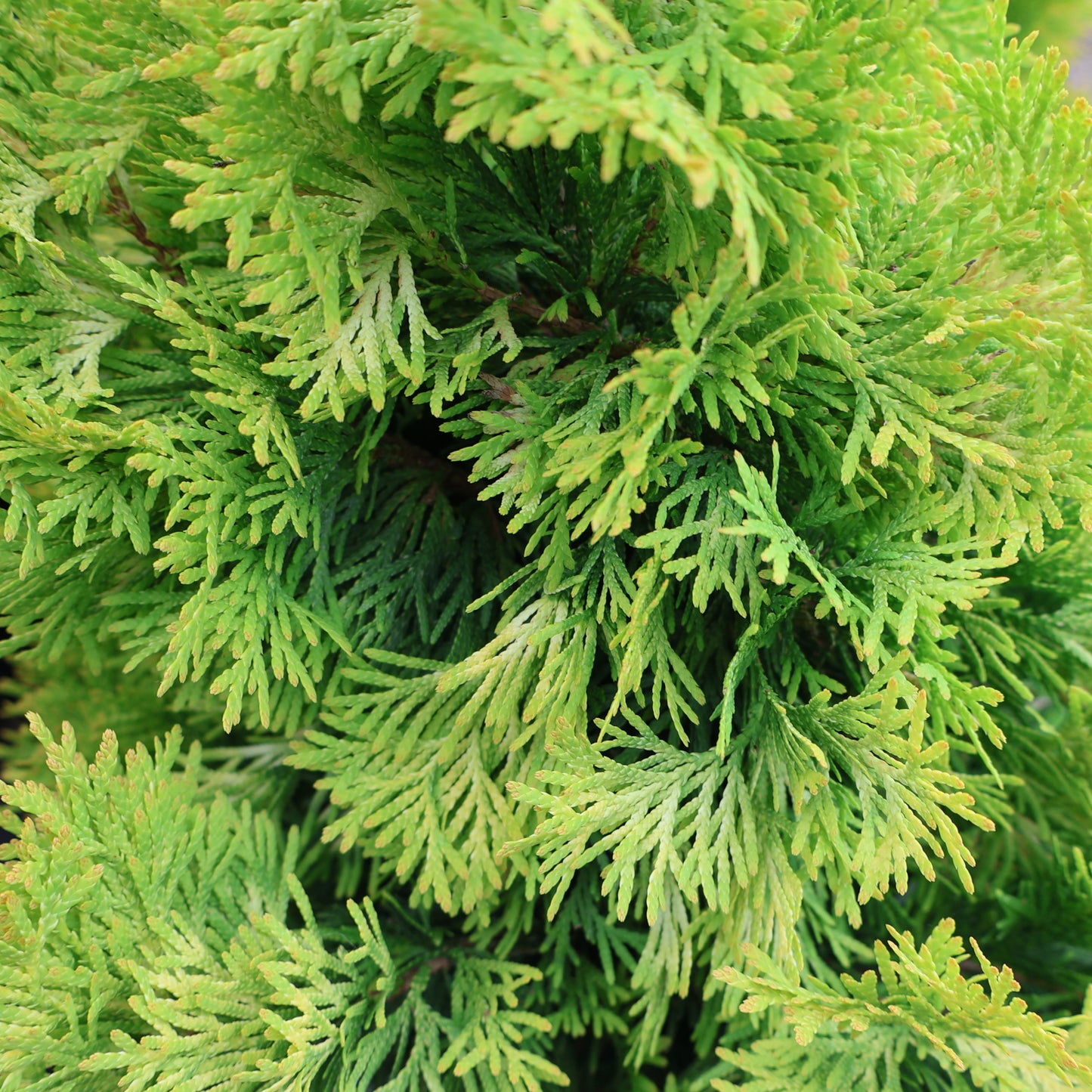 Cedar, Golden Upright 'Jantar'