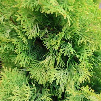 Cedar, Golden Upright 'Jantar'