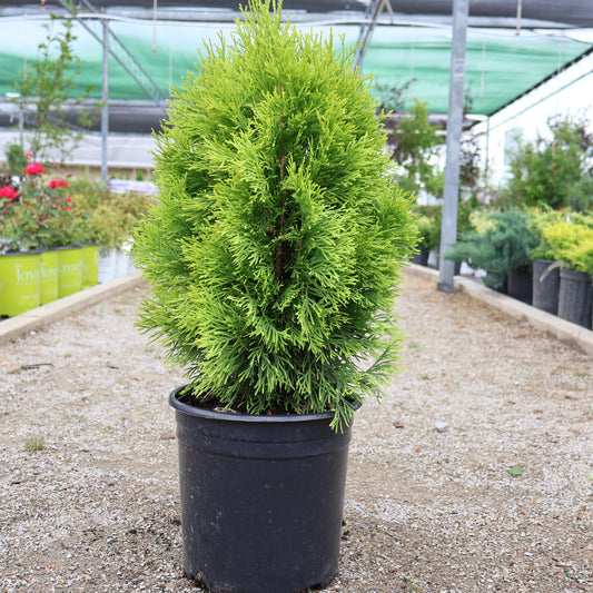 Cedar 'Janed Gold'