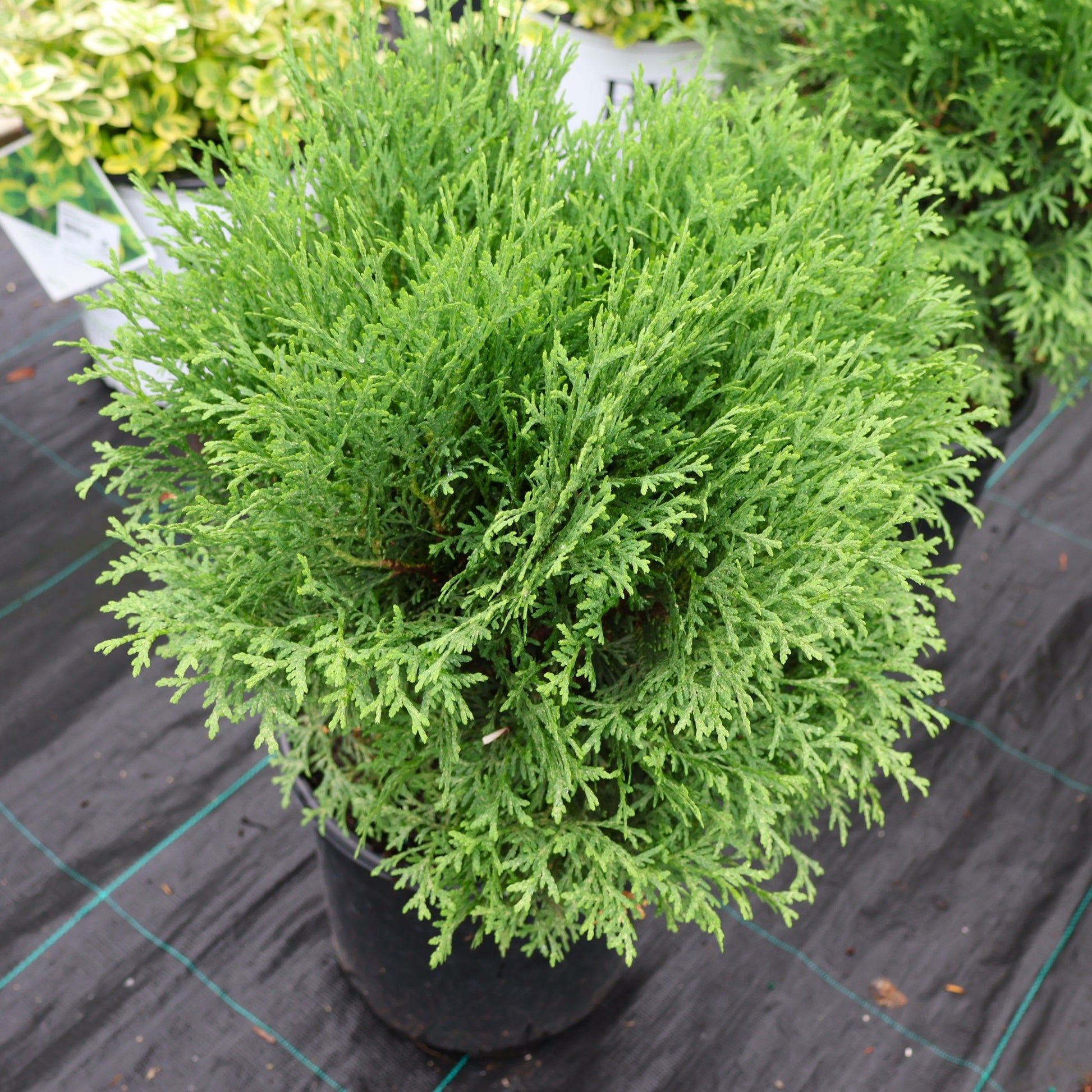 Thuja Occidentalis Cedar Evergreen Little Giant at Lucan Country Gardens