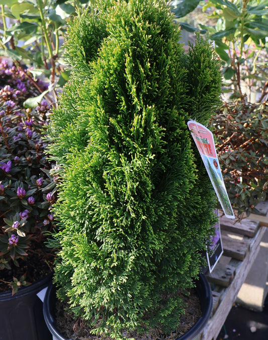Cedar, Dwarf 'Emerald Petite'