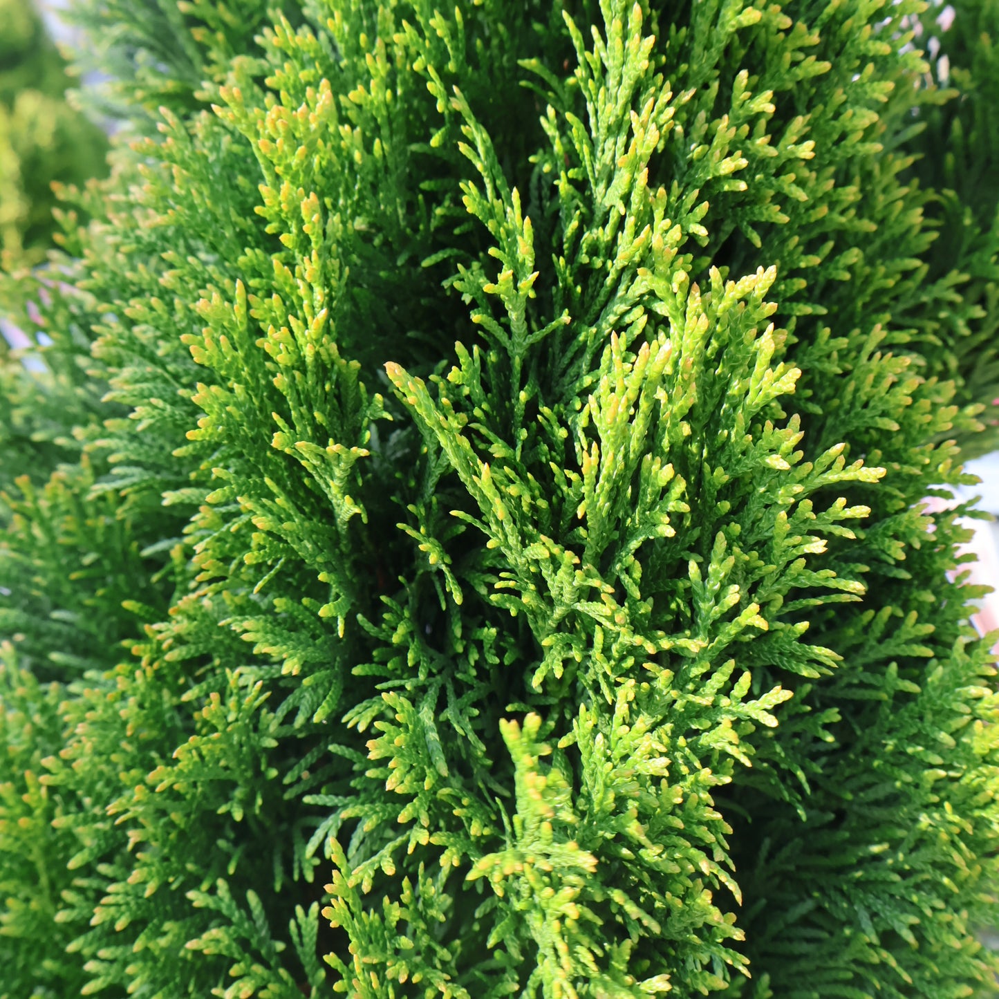 Cedar, Dwarf 'Emerald Petite'