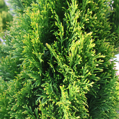 Cedar, Dwarf 'Emerald Petite'