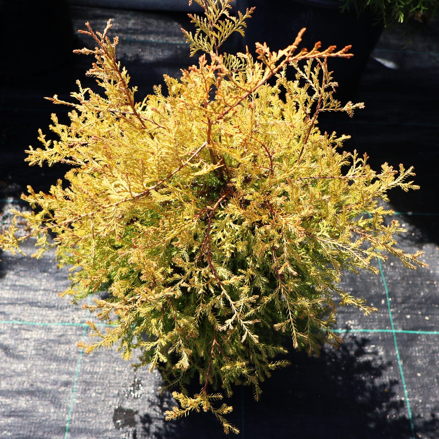 Cedar 'Fire Chief'