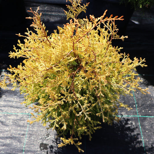 Cedar 'Fire Chief'